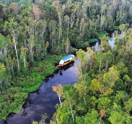  Il Taman Nasional Tanjung Puting: Una foresta pluviale incontaminata con oranghi rossi affascinanti!